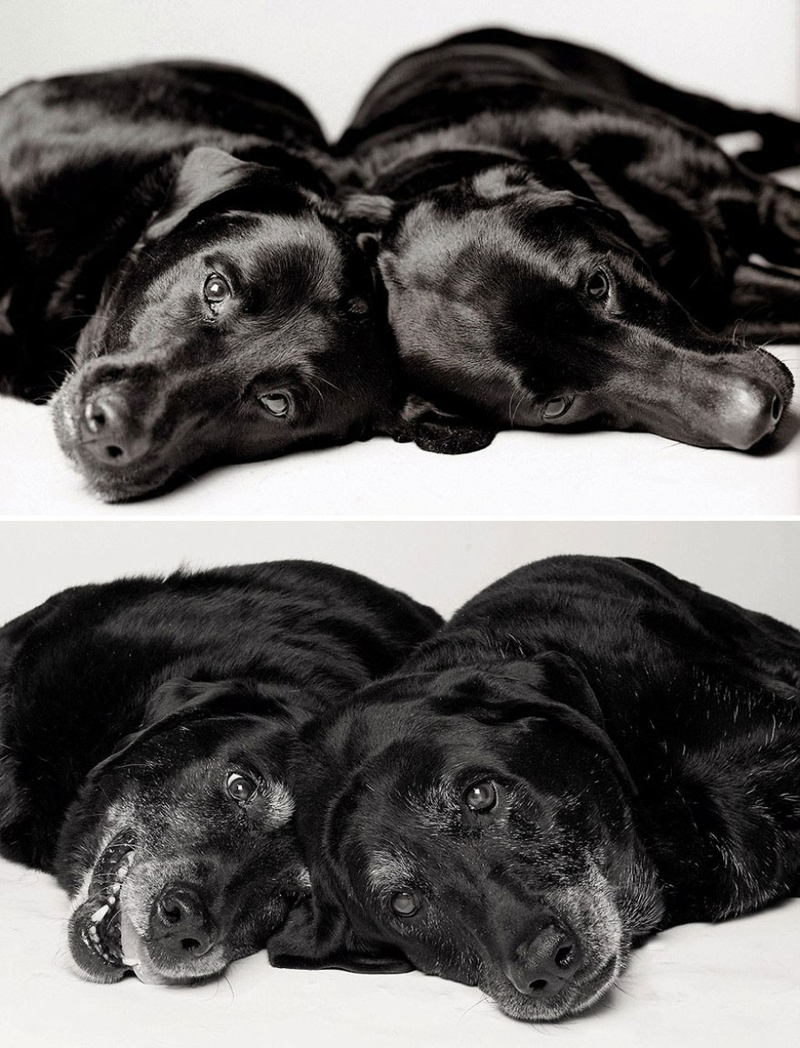 Illustration for article titled A Beautiful Photo Project: The Passage Of Time Through Dogs